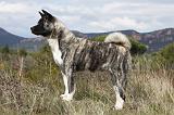 AKITA AMERICAIN 375